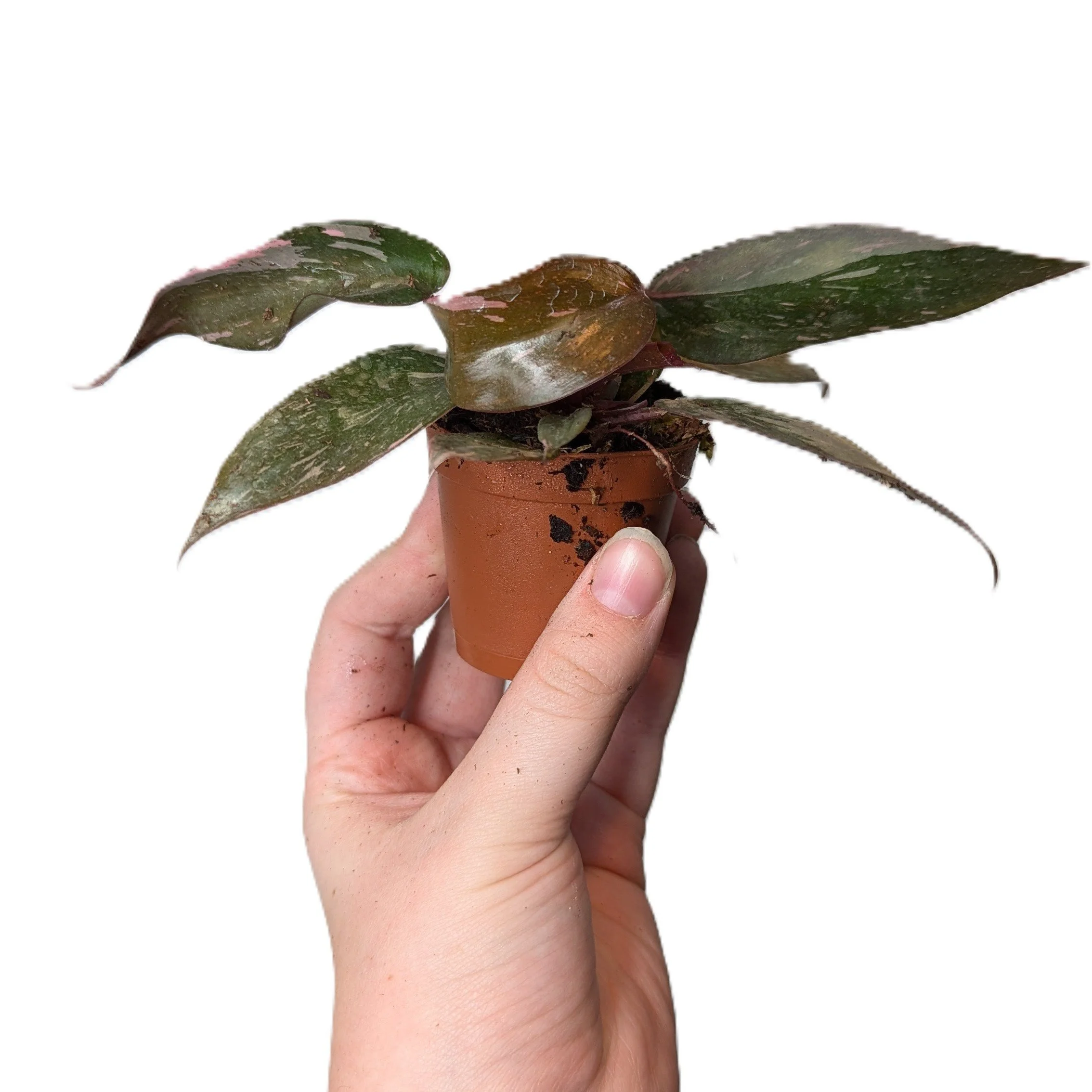 Philodendron Pink Princess — Steph's Sprouts